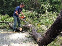 How Our Tree Care Process Works  in Berkley, MI